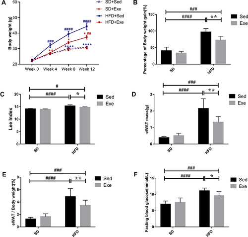 Figure 1 The effect of exercise on mice body weight. (A) The analysis of changes of body weight during the intervention, (B) percentage of the body weight gain, (C) Lee index, (D) eWAT mass, (E) the ratio of eWAT mass and body weight, and (F) the fasting blood glucose in the different groups. The results were represented as mean±SEM (n=6 each group). *P <0.05, **P <0.01, ****P<0.0001, compared to HFD + Sed group; #P<0.05, ##P<0.01, ###P<0.001, ####P<0.0001 compared to SD + Sed group.