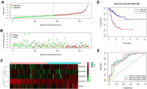 Figure 3 The prognostic value of the 5 autophagy-related lncRNAs signature in the train set. (A) The number of patients in the high-risk and low-risk groups ranked by the risk score. (B) The scatter dot plot of GC patients’ survival status. (C) The heatmap of the 5 autophagy-related lncRNAs expression. (D) Kaplan-Meier survival analysis for patients between the high-risk and low-risk groups. (E) The ROC for the autophagy-related lncRNAs signature.