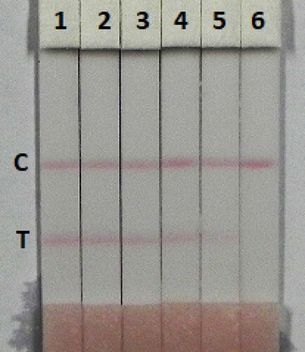 Figure 7. Determination of TULA with immunocromatography strip test spiked in honey. TULA concentration: 1 = 0 ng/mL; 2 = 0.1 ng/mL; 3 = 0.25 ng/mL; 4 = 0.5 ng/mL; 5 = 1 ng/mL; and 6 = 2.5 ng/mL. C, control line; T, test line.