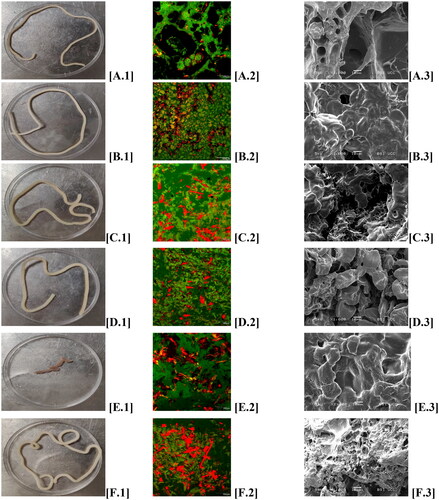 Figure 1. Photographs [.1], CLSM [.2] and SEM [.3] images of commercial control pasta (CCP) [A], low FODMAP control pasta (LFCP) [B] and low FODMAP pasta fortified with bamboo fibre [C], cellulose [D], psyllium [E] and guar gum [F].