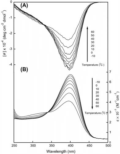 Figure 7 Variable temperature CD (A) and UV–vis (B) spectra [C] dependence of the second Cotton effect of poly (LA88-co-PL12) at ∼400 nm on the temperature measure in CHCl3 (c = 3 × 10−4 mol/L).