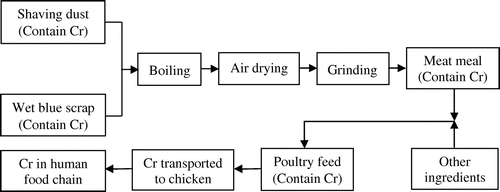 Figure 1. Flow chart for chromium transport from tannery waste to human food chain.