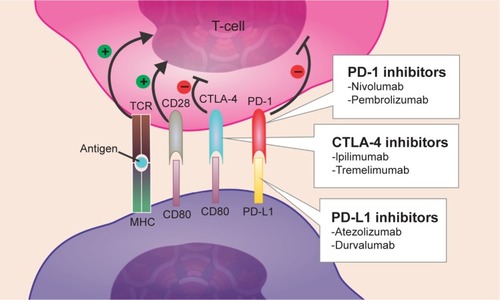 Figure 2 Mechanism of action of immune checkpoint inhibitors.