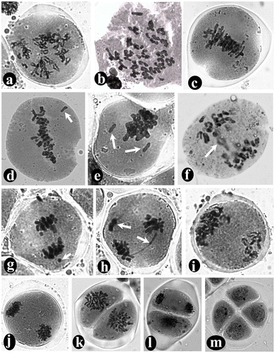 Figure 4. Study of meiotic chromosomes in Drimiopsis botryoides stained with aceto-carmine: (a) diplotene of prophase-I showing thread like bivalents with chiasmata; (b) diakinesis of prophase-I showing 33 bivalents; (c) metaphase-I showing all chromosomes arranged in the equatorial plane of PMC; (d) abnormal metaphase-I where one chromosome has failed to reach the equatorial plane (arrow); (e) abnormal metaphase-I where two chromosomes have failed to reach the equatorial plane (arrow) and the rest of the chromosomes are sticky in nature; (f) abnormal anaphase-I with late anaphasic movements of one chromosome pair (arrow); (g) abnormal anaphase-I with early anaphasic movements of one chromosome (arrow); (h) abnormal anaphase-I with dicentric bridge and acentric fragment (arrows); (i) abnormal anaphase-I with unequal separation; (j) telophase-I showing two sets of chromosomes at two opposite poles; (k) metaphase-II showing all chromosomes of each haploid cell of the diad at the equatorial plane; (l) a diad with asynchronous second division; one cell in metaphase and another in telophase; (m) a perfect tetrad with four tetragonally arranged cells (i.e. microspores) covered by a common wall.