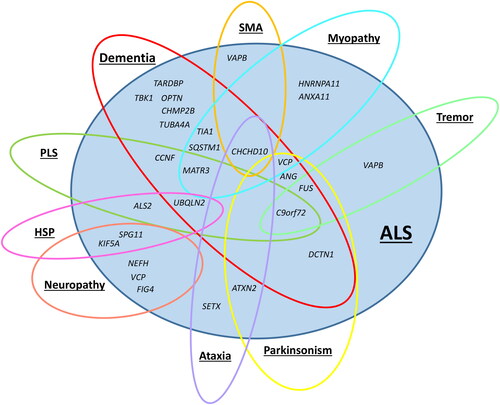 Figure 1 Genetic pleiotropy of amyotrophic lateral sclerosis (ALS) genes. The figure is based on information from Online Mendelian Inheritance in Man (OMIM) (Citation19), GeneReviews (Citation20) and the study by Goutman et al. “Recent advances in the diagnosis and prognosis of amyotrophic lateral sclerosis” (Citation21). Abbreviations: SMA = spinal muscular atrophy; PLS = primary lateral sclerosis; HSP = hereditary spastic paraplegia.