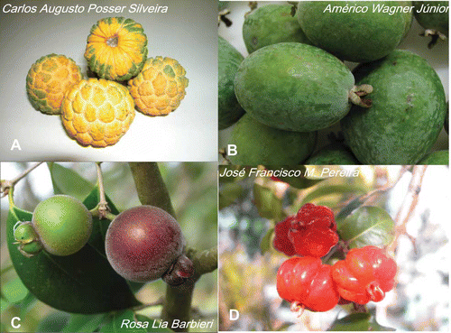 Figure 1 Fruits from Brazil: (a) Rollinia sylvatica; (b) Feijoa sellowiana; (c) Myrcianthes pungens; (d) Eugenia uniflora. (Color figure available online.)