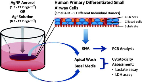Figure 2. Schematic representation of small airway in vitro cell exposure and toxicological assessment. Endpoint analysis was carried out 6 and 24 h post-exposure.