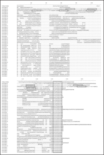 Figure 1 Alignment of the deduced polypeptides of the rice CLE gene family. The conserved dodecapeptide CLE region is boxed, and a CLE-related 13 amino acid sequence in OsCLE505 is underlined. Proline rich region is shown in gray. N-terminal 31 amino acid residues of CLE506, MSSISYFLVAMLLCN GFGFIVSAQVVGGGSS, are not shown because of limited space.