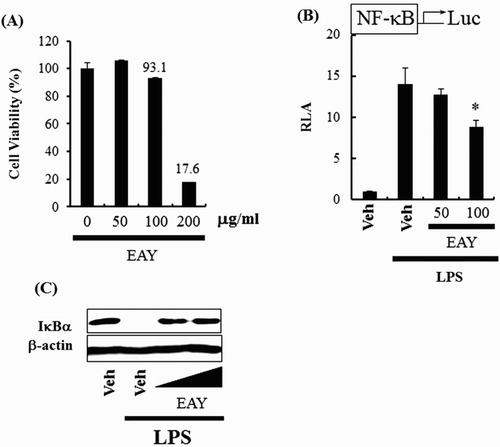 Figure 1. EAY inhibits NF-κB activation induced by LPS. (A) Cell viability assay. (B) NF-κB luciferase reporter assay in RAW264.7 cells. Cells were pretreated with 50 or 100 μg/ml EAY for 1 h and then treated with LPS (10 ng/ml) for an additional 8 h. Cell lysates were prepared and luciferase enzyme activities were determined. Values are expressed as the mean ± SEM (n = 3). *, Significantly different from LPS alone, p < .05 (*). (C) Western blotting for IκBα and β-actin protein. Veh, vehicle; EAY, methylenechloride extracts of Aster yomena.