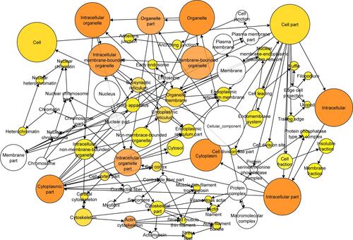 Figure S2 The GO maps for CC of target genes of miR-133a-3p.Notes: There are 75 nodes and 130 arrows in the map. GO terms of CC are represented by nodes, and the relationships between the terms are manifested by arrows. The depth of color indicates the significance of the corresponding term.Abbreviations: GO, Gene Ontology; CC, cellular component.