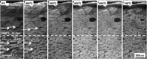 Figure 16. Influence of the annealing temperature on the microstructure in irradiated and unirradiated regions.