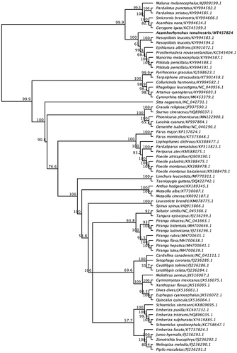 Figure 1. Maximum-likelihood phylogenetic tree to infer host-phylogeny relationship using complete mitochondrial genome sequenced from A. tenuirostris along with other selected species under the order of Passeriformes. The new complete mitogenome of A. tenuirostris was highlighted by bold font.
