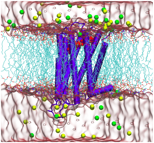 Figure 2. 3D schematic view of the inactive form of D2R in complex with risperidone, which was embedded in the membrane bilayer. Water and ion atoms were rendered by solvation surface and vdW models of VMD, respectively.