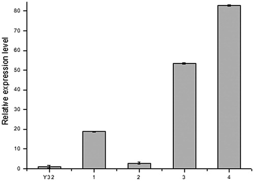 Figure 5. Relative expression ratio of the egfp in transformants of T. fuciformis YLCs and wild-type strain Y32. 1, 2: single-copy transformant; 3: double-copy transformant; 4: triple-copy transformant. Data were presented as mean values of three replicates with the corresponding standard deviations.