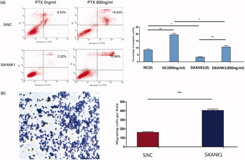 Figure 4. Knockdown of KANK1 decreased apoptosis and increased migration of A549 cells, thereby increasing the resistance of A549 cells to PTX drugs. (a) Flow cytometry analysis showed that the knockdown of KANK1 reduced the rate of apoptosis. Different concentrations of paclitaxel led to different apoptosis rates. (b) In vitro migration experiments showed that KANK1 silencing increased the migration capacity of A549 cells. *p < .05, **p < .01, ***p < .001 (Student’s t-test).