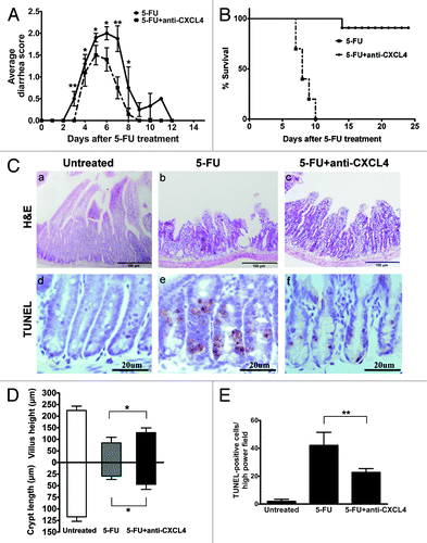 Figure 2. Anti-CXCL4 mAb attenuates the severity of the 5-FU-induced murine intestinal mucositis. (A) Anti-CXCL4 mAb reduced the severity and duration of diarrhea in CIM. Mice were injected with anti-CXCL4 mAb 2 h before 5-FU (250 mg/kg). Diarrhea was scored daily. n = 10 mice per group. (B) Anti-CXCL4 mAb reduced the lethal toxicity of 5-FU. Mice were treated with anti-CXCL4 mAb (1 mg/kg) or equal volume saline 2 h before 5-FU (400 mg/kg) administration. Animal survival for 25 d are presented as Kaplan–Meier survival curves and analyzed by a long-rank test. n = 10 mice per group. (C) Histological and apoptotic presentation of the jejunum. H&E (a–c) and TUNEL staining (d–f) are shown. Anti-CXCL4 mAb was injected 2 h before 5-FU. Mice were sacrificed on day 1 for apoptosis and day 3 for morphometry after 5-FU injection (300 mg/kg). Untreated, normal mice; 5-FU, mice treated with 5-FU only; and 5-FU and anti-CXCL4 mAb, mice treated with 5-FU and anti-CXCL4 mAb, respectively. Average villus length and crypt depth of the mice are shown (g). Twenty villi and crypts were counted per mouse. n = 3 mice per group. A quantitative presentation of the TUNEL-positive cells is shown (h). The average number of TUNEL-positive cells in ten fields per mouse was determined under microscope (400×). n = 3 mice per group. Data are presented as mean ± SD *P < 0.05, **P < 0.01 vs. 5-FU-treated mice.