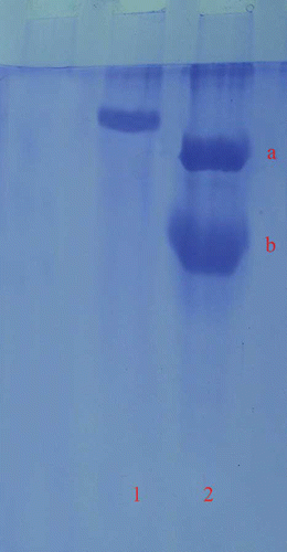 Figure 1 Column 1: SDS-PAGE bands of LPO purified from bovine milk. Column 2: standard proteins. Line a: bovine serum albumine (66 kDa). Line b: ovalbumine (45 kDa). LPO: lactoperoxidase; SDS-PAGE: sodium dodecylsulphate-polyacrylamide gel electrophoresis. (Color figure available online.)