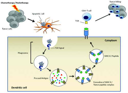 Figure 1. TLR and DC cross-presentation of tumor antigens. Upon pahgocytosis of dying tumor cells, the cargo is internalized into phagosomes. If microbial or endogenous danger signals serving as TLR agonists are contained in tumor cells, the engagements of TLR along with phagosomal membranes facilitates the assembly of phagosomal-lysosomal fusion machinery and the processing of tumor-associated antigens, and makes MHC class II amenable to binding of antigenic peptides. The resultant peptide-MHC comlex enables tumor-specific CD4+T cells to recognize and kill tumors.