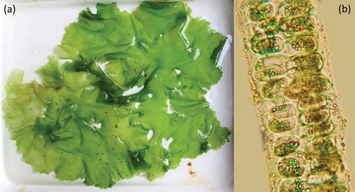 Figure 2. (a) The appearance of the Ulva lactuca thallus found in Zelenetskaya Bay, July 2017; (b) the transverse section of the thallus, viewed through a microscope.