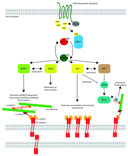 Figure 1. Signaling by RAP1 effectors in endothelial barrier control. Upstream signaling at the cell membrane, potentially mediated by G-protein coupled receptors (GPCRs), triggers activation of adenylyl cyclase via Gαs, resulting in formation of cyclic AMP (cAMP). cAMP binds to EPAC1, a guanine nucleotide exchange factor, which catalyzes exchange of GDP on RAP1A/B for GTP, activating the small G protein. Active RAP1A/B may bind to effectors such as RASIP1, RADIL, AF6, and KRIT1, in many cases triggering their movement to the cell cortex (not shown). RASIP1 promotes bundling of cortical actin, cross-linked by non-muscle myosin heavy chain II (nmMHCII). The cortical actin bundles are linked to transmembrane VE-cadherin molecules through α-catenin and β-catenin, cytosolic adaptor proteins. Assembly of this actin network may inhibit the formation of focal adherens junctions, comprised of cadherin–catenin complexes linked to longitudinal stress fibers. AF6 (also known as afadin) promotes accumulation of junctional components, and binds directly to β-catenin, as well as KRIT1. AF6 and KRIT1 suppress RHOA activation in certain cell types (e.g., AF6 in lymphatic endothelial cells). Inhibition of RHOA reduces phosphorylation of myosin light chain (MLC) by Rho kinase (ROCK), reducing contraction and potentially FAJ formation. The role of RADIL is less clear, but it may partner with RASIP1 and also inhibit RHOA signaling in some contexts.