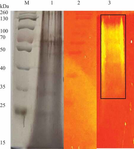 Figure 13 SDS PAGE gel (silver stained) and native substrate PAGE gel (1% xylan) of the Trichoderma harzianum crude xylanases. lane M: Spectra multicolour broad range marker (Thermo Scientific, USA), lane 1: crude extract, lane 2: Spectra multicolour broad range marker Thermo Scientific, USA) (stained with Congo red) and lane 3: crude xylanase extract showing zones of clearance.