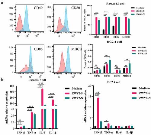 Figure 2. Recombinant M. Smegmatis-based vaccine could induce the activation and maturation of antigen-presenting cells. (a) the expression level of co-stimulatory molecules on Raw264.7 and DC 2.4 cells after being infected with ZWY2-S or ZWY2-N bacteria. The red peak represents the medium control group, and the blue one represents the recombinant M. smegmatis treated group. (b) the mRNA levels of IFN-β, TNF-α, IL-6, and IL-1β in Raw264.7 and DC2.4 cells after being infected with ZWY2-S or ZWY2-N. These data were expressed as the mean ± SEM from two individual trials (*: P < .05; **: P < .01; ***: P < .001).