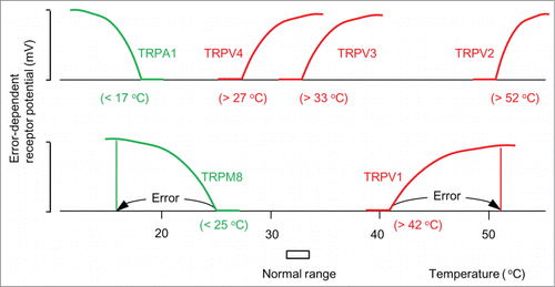 Figure 3. ThermoTRP channels as thermostat molecules. Error-dependent receptor potential of typical thermoTRP channels (Patapoutian et al.Citation11). The numbers in parentheses represent whole-cell set-points. TRPM8 and TRPA1 are thermostat molecules against low temperatures. TRPV1-4 are thermostat molecules against high temperatures.