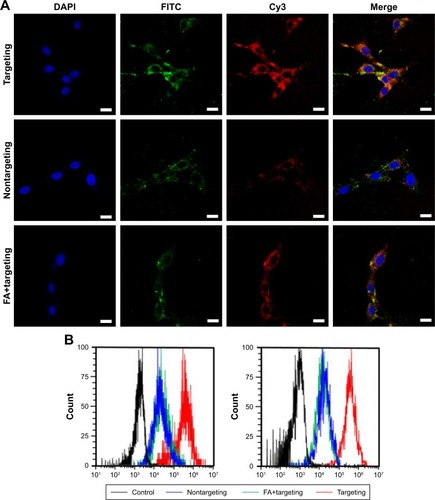 Figure 4 (A) CLSM images of C6 cells incubated with Coumarin 6-FaPEC@Cy3-SCR (targeting), Coumarin 6-PEC@Cy3-SCR (nontargeting), and Coumarin 6-FaPEC@ Cy3-SCR plus 1 mg/L Fa (Fa+targeting). Nuclei are blue because of DAPI staining, red fluorescence indicates Cy3 (siRNA), green fluorescence indicates Coumarin 6 (TMZ), and the yellow stains indicate overlapping of red and green fluorescence. (B) Quantitative determination of Cy3 and FITC (Coumarin 6) positive cells by flow cytometry. Coumarin 6 loading content: 8%. Scale bars: 10 μm; magnification ×630. Incubation time: 2 h. Dose: 20 nM siRNA. The N/P ratio of all micelles was 10.Abbreviations: CLSM, confocal laser scanning microscopy; DAPI, 4′,6-diamidino-2-phenylindole; FITC, fluorescein isothiocyanate; N/P, nitrogen in branched PEI to phosphorus in siRNA; SCR, scramble siRNA; TMZ, temozolomide.