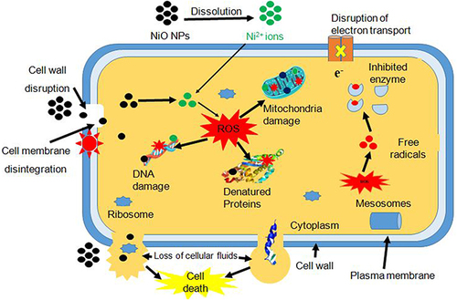 Figure 6 Antimicrobial mechanism of green synthesized NiO NPs.