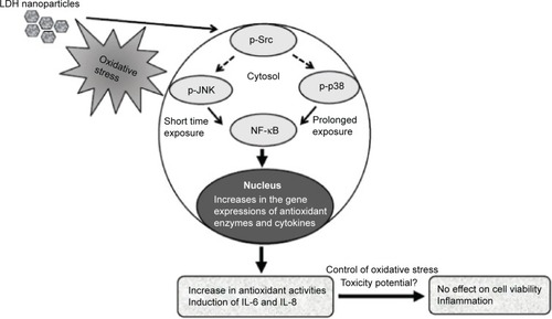 Figure 9 Schematic illustration of the proposed mechanism of LDH-NP-induced toxicity in A549 cells. Oxidative stress caused by LDH-NPs activates SFK-JNK and p38-NF-κB signaling pathway, which increases expression of protective antioxidant enzymes, such as CAT, GR, SOD, and HO-1. However, this signaling activation concomitantly leads to induction of the proinflammatory mediators, IL-6 and IL-8.Abbreviations: IL, interleukin; JNK, c-Jun-N-terminal kinase; SFK, Src family kinase; LDH-NPs, layered double hydroxide nanoparticles; NF-κB, nuclear factor kappa B; CAT, catalase; GR, glucose reductase; SOD, superoxide dismutase; HO-1, heme oxygenase-1.