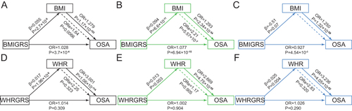 Figure 1 Mendelian randomization analysis for the association of obesity and incidence of OSA. (A) BMI GRS and OSA for total population; (B) BMI GRS and OSA for men; (C) BMI GRS and OSA for women; (D) WHR GRS and OSA for total population; (E) WHR GRS and OSA for men; (F) WHR GRS and OSA for women.