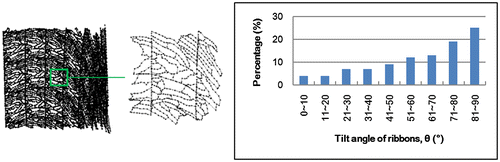 Figure 8. Simulated material flow and distribution of ribbons’ tilt angle.