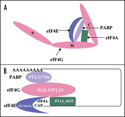 Figure 7 (A) Schematic diagram showing the interaction of various components (eIF4E, eIF4G and PABP) with the N-terminal, Middle and C-terminal domains of eIF4G. (B) Schematic diagram of translation initiation complex in P. falciparum. The name and PlasmoDB number of each component is written.