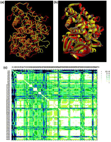 Figure 7. Superposition of Ath-CYP and Ce-CYP models by the SuperPose web server. (a) Backbone and (b) ribbon superposed structures. The Ath-CYP is shown in red and Ce-CYP in yellow. (c) Difference distance matrix. The lighter and darker regions indicate more similar and different structures, respectively. The default display for SuperPose’s difference distance plot shows six graded cutoffs. Differences between 0 and 1.5 A° are white, differences between 1.5 and 3.0 A° are yellow, differences between 3.0 and 5.0 A° are a light green, differences between 5 and 7 A° are colored dark turquoise, differences between 7 and 9 A° are colored dark blue and those greater than 9 are colored black.