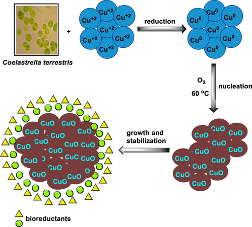 Figure 2 A plausible mechanism of algal-mediated biosynthesis of CuO NPs.