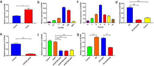 Figure 1. E2 upregulated HOTAIR expression in Ishikawa cells. (a) The expression of HOTAIR in human endometrial cancer tissue (tumor) and the adjacent normal tissue (control) from endometrial cancer (EC) patients was determined by quantitative polymerase chain reaction (qPCR). ** P<0.01, n = 15 for each group. (b,c) The expression of HOTAIR in Ishikawa cells treated with various concentrations of estradiol (E2) (b), or treated with 10 nM E2 for 0, 1, 2, 4, 6, 8, or 10 h (c), was determined by qPCR. (d) The expression of HOTAIR in Ishikawa cells left untreated, treated with E2 alone, or treated with E2 plus estrogen inhibitor ICI 182780, was determined by qPCR. (e-f) The expression of HOTAIR in control Ishikawa cells and cells transfected with small interfering RNA against HOTAIR (siHOTAIR) (e) or infected with lentivirus expressing small hairpin RNA (shRNA) against HOTAIR (shHOTAIR) or a negative control shRNA (shNC) (f), was determined by qPCR. (g) Control Ishikawa cells and the cells infected with shNC or shHOTAIR-expressing lentivirus were treated with 10 nM E2 for 4 h. The expression of HOTAIR in the indicated 4 groups was determined by qPCR. *** P<0.001, n = 3 for each group.