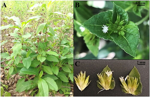 Figure 1. The photo of the whole plant Elephantopus scaber. (A) The whole plant. (B) The capitulum inflorescence. (C) The flowers. Morphological characteristics: Stem with patent or ascending white hairs, spatulate or oblanceolate leaves arranged in a rosette-like shape and having pilose above and beneath, capitulum inflorescence with pale mauve to white flowers (POWO, Citation2023). the photo was self-taken by the first author at Can Tho University, Can Tho city, Vietnam.