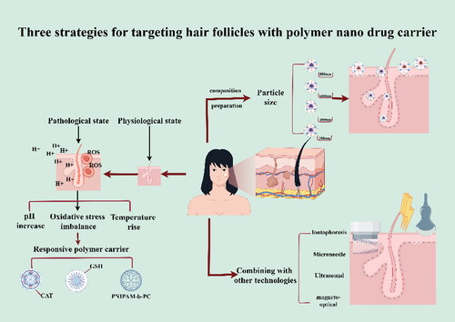 Figure 1. Three strategies for targeting hair follicles with polymer nano drug carrier (By figdraw).