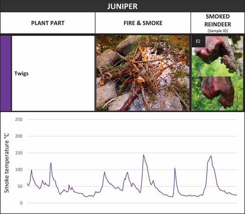 Figure 7. Smoke temperature graph and photographs of the smoking fire and related reindeer meat cut smoked with juniper twigs in the lávvu-laboratory.