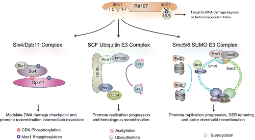Figure 2. The Rtt107 interactome and functions. As described in the text, Rtt107 uses its BRCT5-6 to interact with γH2A for targeting at DNA breaks and regions behind replication forks. The Rtt107 N-terminal region containing BRCT1-4 interact with 3 different complexes as depicted. The main functions conferred by each of the interactions are indicated. Note that in the middle panel, the Rtt101 complex, but not Rtt107, is involved in histone ubiquitination.
