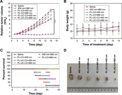 Figure 8 (A) Tumor volumes of 4T1 tumor-bearing mice that received different treatments as indicated. The data are presented as mean ± SD (n=8). ***P<0.001. (B) Body weight of 4T1 tumor-bearing mice that received different treatments as displayed. (C) Survival curves of 4T1 tumor-bearing mice that received different treatments as indicated. (D) Photographs of tumors dissected from mice that received different treatments as displayed.Note: C3, organic compound; PL-UC-C3, encapsulation of UCNPs and C3 into PEG-PCL; PL-C3, encapsulation of C3 into PEG-PCL.Abbreviations: PEG, polyethylene-polyglycol; PCL, poly-e-caprolactone; UCNPs, up-conversion nanoparticles.