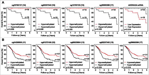 Figure 5. Association of ADORA2A methylation and A2aR mRNA expression with survival. Kaplan-Meier survival analyses of patients with HPV-positive (A) and –negative (B) tumors stratified according to A2aR mRNA expression and ADORA2A methylation determined at various sites within the gene. Median methylation and mRNA expression was used as cut-off for classifying tumors as hypo- and hypermethylated, or high and low expressing, respectively. Shown are only significant results.