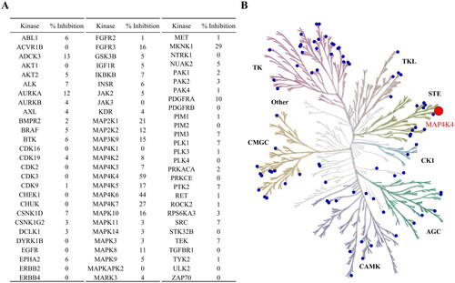 Figure 4. Selectivity profiling of F389-0746. (A) Inhibitory activity of F389-0746 on a panel of 81 kinases across the kinome. (B) A kinome tree composed of seven superfamilies showing the kinase inhibitory activity. The compound was tested at 150 nM. The big and the small circles represent > 50% and < 50% of inhibitions, respectively.