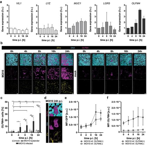 Figure 3. OLFM4 is upregulated in STm-infected cells. Aa qRT-PCR-derived gene expression of VIL1, LYZ, MUC1, LGR5, and OLFM4 in STm-infected tissue models from 0 to 24 h p.i. Expression is depicted as a fold change relative to 0 h p.i. (n = 2) and was calculated using the ΔΔCT methodCitation34. Human Ef1a was used as a reference mRNA. b Top view on 3D projections of representative fluorescent images of STm-infected hITM (MOI10, left) and uninfected hITM controls (mock, right). OLFM4 expression (magenta) becomes visible at 4 h p.i. with ongoing increase of expression over time. GFP expressing STm are shown in yellow and DNA counterstaining in cyan (n = 2). c Frequency of OLFM4+ IECs in infected hITM (MOI10 infected) at the indicated time points compared to uninfected mock controls as well as in the population of non-infected bystander cells (MOI10 bystander), detected via HCR-Flowfish (n = 3; minimum 10,000 cells). Significance was calculated via matching two-way ANOVA with statistically significant differences and Tukey’s multiple comparisons test. d Representative microscope pictures of STm-infected hITM (MOI10) at 24 h p.i., demonstrating the restriction of increased OLFM4 expression to infected cells (n = 3). e MFI of GFP in infected OLFM4+ and OLFM4- IECs (n = 3). f MFI of OLFM4 in infected OLFM4+ and OLFM4- IECs at 0 h-24 h p.i. measured via HCR-Flowfish (n = 3). Significance is indicated with ****= p≤ 0.0001, ***= p≤ 0.01 **= p≤ 0.01, *= p≤ 0.05. Insignificant p-values are not displayed. OLFM4: Olfactomedin 4, STm: Salmonella Typhimurium, p.i.: post infection, hITM: human intestinal tissue model, IEC: intestinal epithelial cell, MFI: median fluorescence intensity, HCR-FlowFISH: Hybridization Chain Reaction Fluorescent in-Situ Hybridization coupled with flow cytometry.