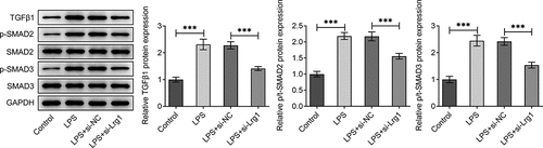 Figure 4. Inhibition of Lrg1 inactivates the TGFβ1/SMAD signaling pathway in LPS-stimulated HT22 cells. Western blot was to analyze the protein levels of related factors in TGFβ1/SMAD signaling pathway. ***P<0.001.