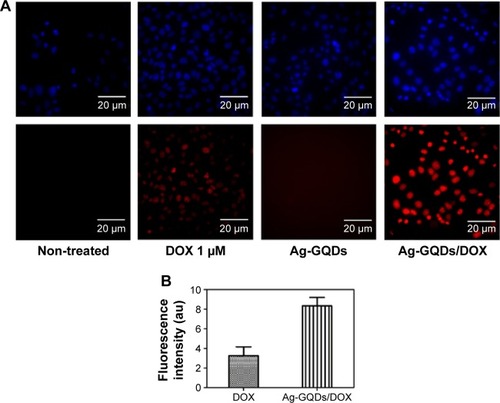 Figure 9 Observation of the cellular uptake and intracellular distribution of DOX delivered by Ag-GQDs nanocomposites.Notes: (A) Fluorescence images of the DU145 cells incubated with Ag-GQDs (100 µg/mL), DOX (1 µM), and Ag-GQDs/DOX nanoconjugates under the same corresponding DOX and Ag-GQDs concentrations after 18 hours of incubation. (B) Quantitative fluorescence intensities of DOX and Ag-GQDs/DOX nanoconjugates.Abbreviations: Ag-GQDs/DOX, silver nanoparticles decorated with graphene quantum dots conjugated with doxorubicin; Ag-GQDs, silver nanoparticles decorated with graphene quantum dots; DOX, bare doxorubicin.