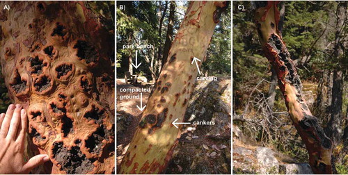 Fig. 2 (Colour online) Diseased arbutus showing symptoms consistent with infection by Neofusicoccum arbuti. (A) Close up of trunk showing numerous sunken blackened cankers with a raised, uneven margin; (B) trunk of arbutus showing evidence of canker infection and human carving at a site that has been modified for human activities; (C) severe canker infection, canker extending beyond the cambium deeper into the tree.
