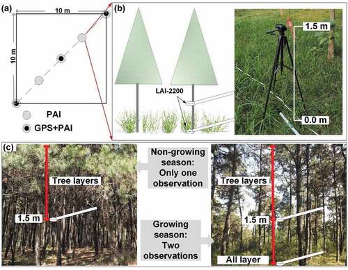 Figure 2. (a) Sampling positions (circles) along diagonals of a plot as part of the field measurements; (b) PAI observations; (c) two field photographs showing understory vegetation during the non-growing season and growing season.