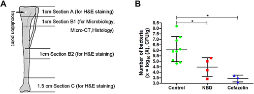 Figure 1 (A) Tibiae were cut into A, B, and C sections. A 1 cm part of the proximal area of section B (section B1) was for microbiological analysis, and a 1 cm part of the middle of section B (section B2) and all remaining parts (sections A and C) were for histological examination. All tibia parts were used for H&E staining to confirm the severity of osteomyelitis, except section B1, which was used instead for microbiological analysis, micro-CT measurement, and histological examination with Masson staining, immunohistochemistry, and immunofluorescence. (B) Bacterial numbers in bone tissue in the control group (n=9), NBD group (n=4), and cefazolin group (n=3). Student’s t-tests were conducted to compare the control and NBD/cafezolin groups. *p<0.05.