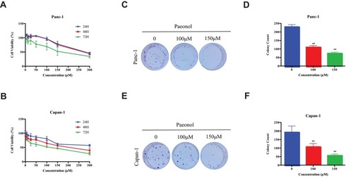 Figure 1 The cytotoxicity and effects of Paeonol on PDACs. (A) The cytotoxicity of Paeonol at different concentrations (0, 6.25, 12.5, 25, 50, 100, 150, 300μM) and the cell viability at 24 hrs, 48 hrs and 72 hrs in Panc-1; (B) The cytotoxicity of Paeonol at various concentrations (0, 6.25, 12.5, 25, 50, 100, 150, 300μM) and cell viability for 24 hrs, 48 hrs and 72 hrs in Capan-1; (C) Paeonol (100 or 150μM) reduced clonogenic survival of Panc-1; (D) Compared to non-treated controls, Paeonol (100 or 150μM) suppressed colonial formation of Panc-1; (E) Paeonol (100 or 150μM) reduced clonogenic survival of Capan-1; (F) Compared to non-treated controls, Paeonol (100 or 150μM) suppressed colonial formation of Capan-1. Data were shown as mean ± SD of three independent experiments. **P<0.01.